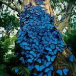 Blue Butterflies