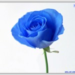 Blue Rose